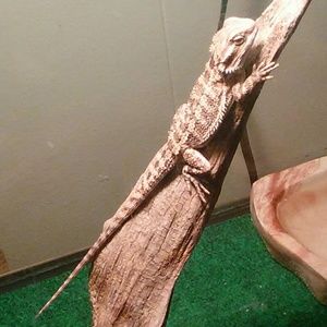 Meet your Posher, Damien